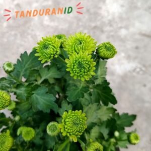 Krisan Pompom