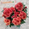 Krisan Orange Double - Gambar 2