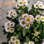 Krisan Aster Remix Pink