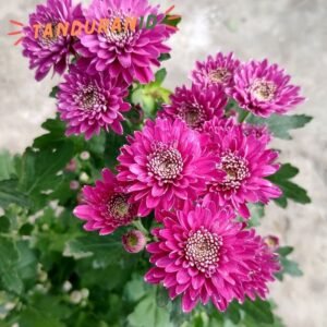 Krisan Aster Pink