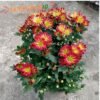Krisan Aster Remix red Yellow - Gambar 2