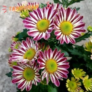 Krisan Pink Putih
