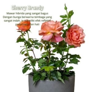 Paket English Rose (5 Pohon)