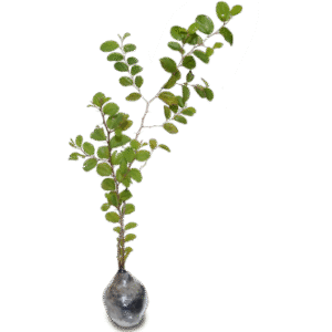 Pohon Bidara Arab