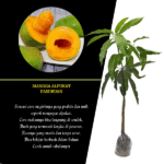 Mangga Alpukat Pasuruan