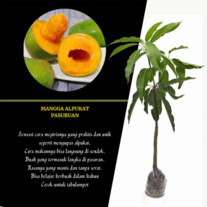Mangga Alpukat Pasuruan