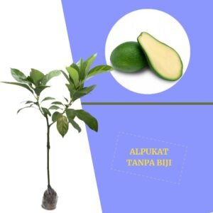 Alpukat Tanpa Biji