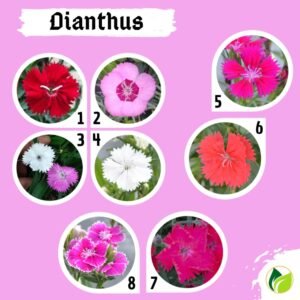 Paket Tanaman Bunga 5Pcs