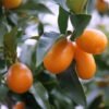 Jeruk Kumquat Nagami SUPER - Gambar 2
