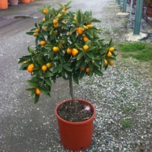 Jeruk Kumquat Nagami SUPER