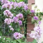 Garlic Vine - Bunga Stefanot Ungu