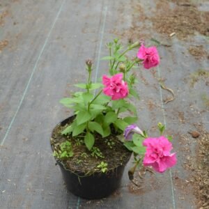 Petunia Pink Double