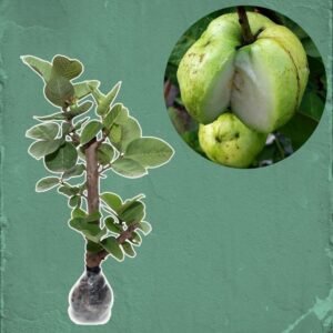 Jambu Sukun Kristal