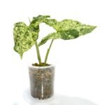 Syngonium Mojito
