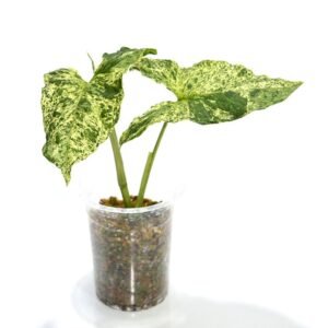 Syngonium Mojito