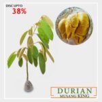 Durian Musangking