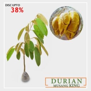 Durian Musangking