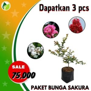 Paket Bunga Sakura