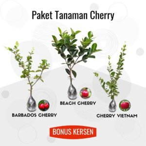 Paket Tanaman Buah Cherry