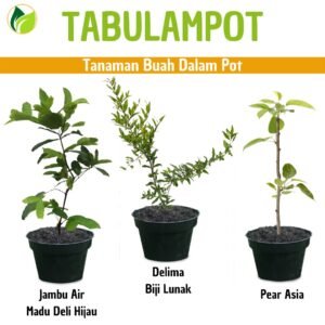 Paket Tabulampot