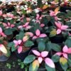 Philodendron Pink Congo - Gambar 2