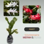 Paket Tanaman Schlumbergera Merah & Putih