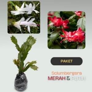 Paket Tanaman Schlumbergera Merah & Putih