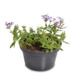 Purple White Verbena