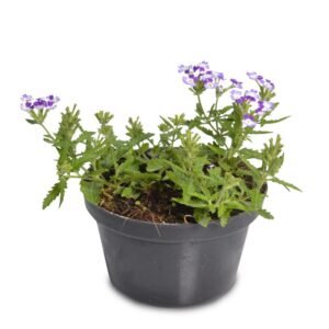 Purple White Verbena