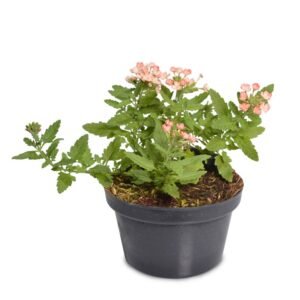 Peach Verbena