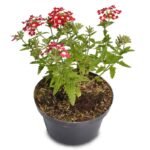 red White Verbena