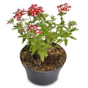 red White Verbena