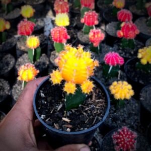 Kaktus Yellow Siklam