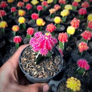 Kaktus Pink Siklam