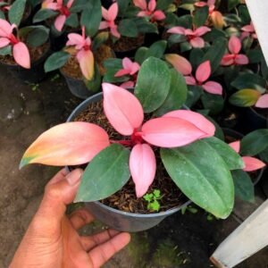 Philodendron Pink Congo