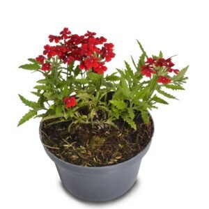Red Verbena