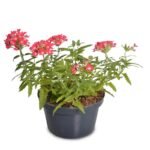 Pink White Verbena