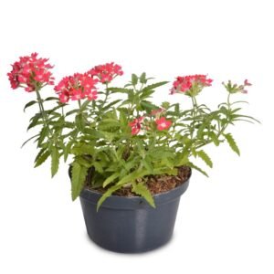 Pink White Verbena