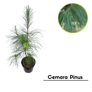 Cemara Pinus