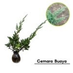 Cemara Buaya