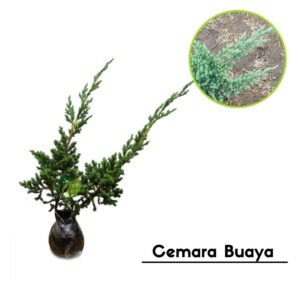 Cemara Buaya