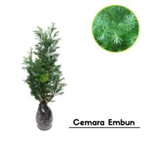 Cemara Embun