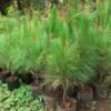 Cemara Pinus - Gambar 2