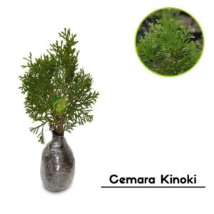 Cemara Kinoki