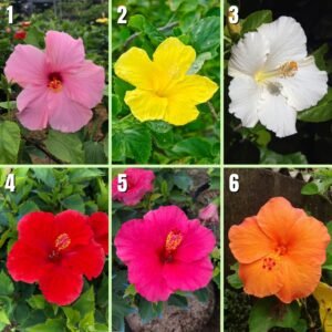 Paket Tanaman Bunga Hibiscus 5 Pcs