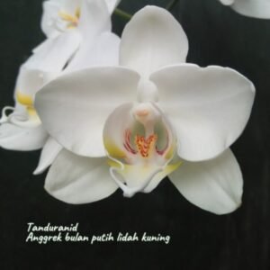 Anggrek Bulan Putih Lidah Kuning