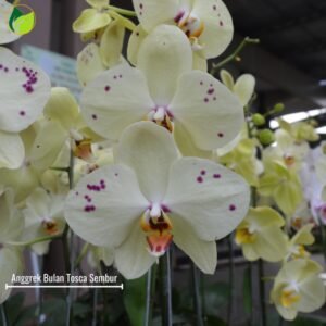 Anggrek Bulan Tosca Sembur