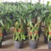 Bambu Rejeki Anyam - Gambar 3