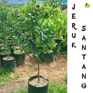 Jeruk Santang Madu "Berbuah"