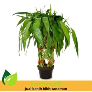 Bambu Rejeki Anyam